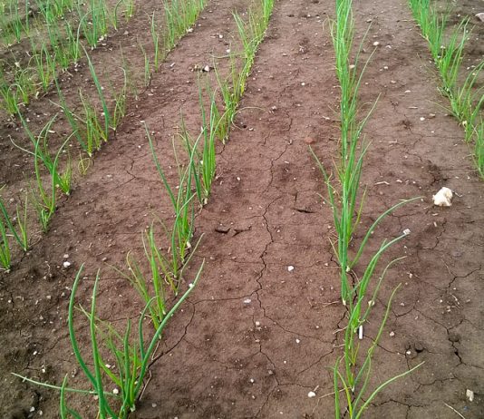 Lustracje cebulowych plantacji w Czechach – połowa maja