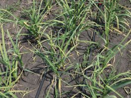 „Czosnek galicyjski” zarejestrowaną nazwą w systemie ChNP, ChOG i GTS