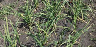 „Czosnek galicyjski” zarejestrowaną nazwą w systemie ChNP, ChOG i GTS