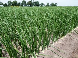 Dobre przygotowanie do sezonu ochrony cebuli