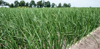 Dobre przygotowanie do sezonu ochrony cebuli