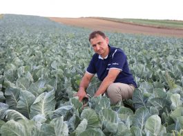 Ochrona kapustnych od początku aż po zbiór