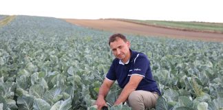 Ochrona kapustnych od początku aż po zbiór