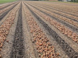 Światowy rynek cebuli w 20 tygodniu 2018 roku