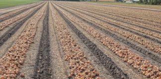 Światowy rynek cebuli w 20 tygodniu 2018 roku