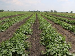 Ogórki i czosnek na wysokim poziomie