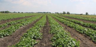 Ogórki i czosnek na wysokim poziomie