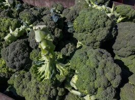 Sezon brokułowy na Kujawach rozpoczęty, ale problemów nie brakuje