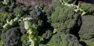 Sezon brokułowy na Kujawach rozpoczęty, ale problemów nie brakuje