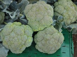 Brokuły wymagają dobrej ochrony