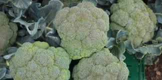 Brokuły wymagają dobrej ochrony