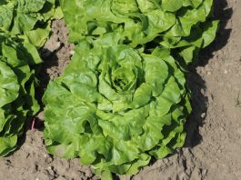 Skuteczna ochrona sałaty