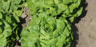 Skuteczna ochrona sałaty