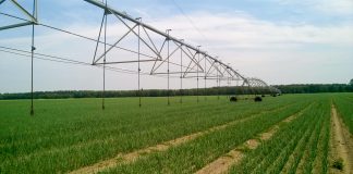 Cebulowe plantacje w pierwszych dniach czerwca – raport z PL i Czech