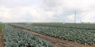 Wiosenne warsztaty brokułowe w Brudni – przegląd odmian