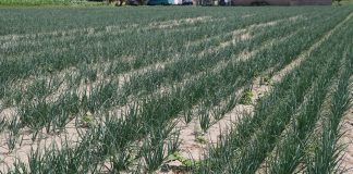 Jak zadbać o zdrowotność cebuli?