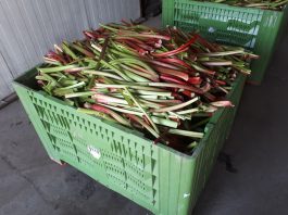 Zbiory rabarbaru na finiszu