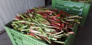 Zbiory rabarbaru na finiszu