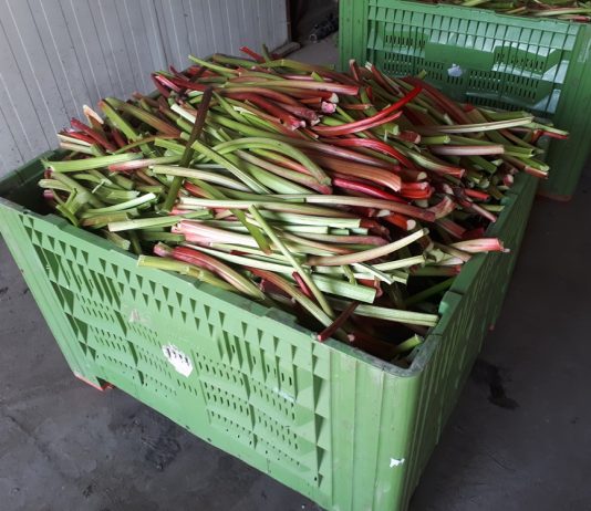 Zbiory rabarbaru na finiszu