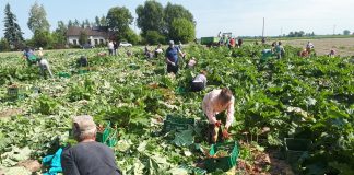 Brak rąk do pracy w ogrodnictwie w Wielkiej Brytanii