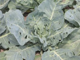 Nowe możliwości zwalczania szkodników w uprawach warzyw