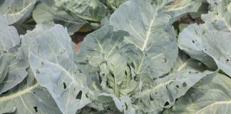 Nowe możliwości zwalczania szkodników w uprawach warzyw