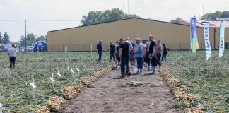 Uprawa cebuli z dymki – odmiany. FILM