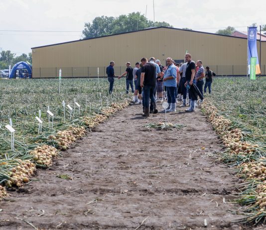 Uprawa cebuli z dymki – odmiany. FILM