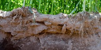 Ochrona gleby, a system pasowej uprawy Strip Till