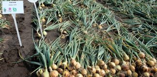 Uprawa cebuli z dymki. Ważne by dobrze zacząć