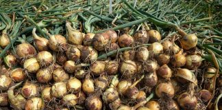 Sytuacja na rynku cebuli z dymki