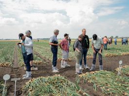 Uprawa cebuli z dymki – odmiany