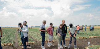 Uprawa cebuli z dymki – odmiany