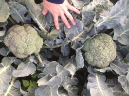 Brokułowe warsztaty nad Wisłą