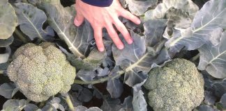 Brokułowe warsztaty nad Wisłą