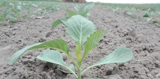 Nawożenie warzyw – podsumowanie sezonu 2018 i wnioski na przyszłość