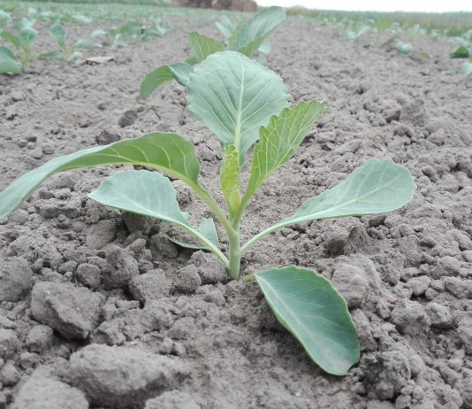 Nawożenie warzyw – podsumowanie sezonu 2018 i wnioski na przyszłość