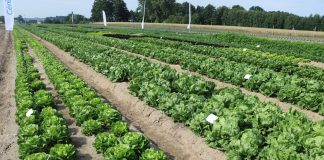 Dzień Sałatowy w Majkowie Dużym