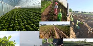 Konkurs warzywapolowe.pl – wybieramy najpiękniejszą rozsadę