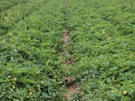 Pomidory skąpane w słońcu. Analiza sezonu 2019 i bieżących problemów