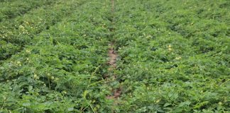 Udane pomidory sumarycznym efektem wielu decyzji