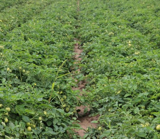 Pomidory skąpane w słońcu. Analiza sezonu 2019 i bieżących problemów