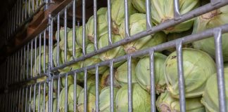 Zapasy kapusty na Ukrainie wyjątkowo niski