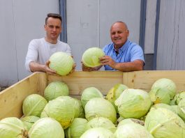 Długie przechowywania kapusty po dobrej ochronie