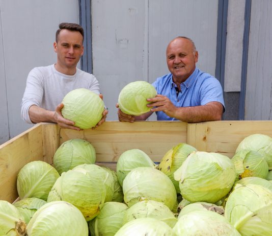 Długie przechowywania kapusty po dobrej ochronie