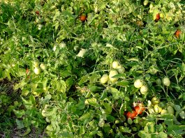 Odmiany pomidorów gruntowych na sezon 2019