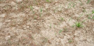 Preparaty mikrobiologiczne, a poprawa właściwości gleby