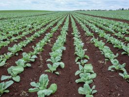 Kapusta i inne warzywa uprawiane na torfach