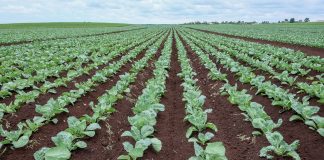 Kapusta i inne warzywa uprawiane na torfach