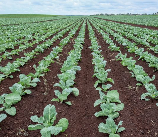 Kapusta i inne warzywa uprawiane na torfach